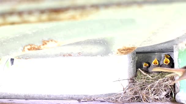 De kwikstaartvogel komt aan en voedt zijn kuikens aan het nest. Het houden van nakomelingen, wilde dieren, kopieer ruimte voor tekst — Stockvideo