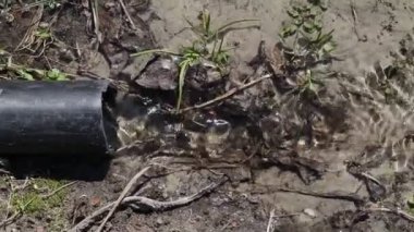 Plastik bir borudan yere su dökülüyor, yakın plan. Atık su kirliliği kavramı