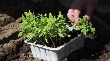 Baharda açık arazide domates yetiştirmek. Çiftçilik ve tarım kavramı, ülkede sebze ekme, yakın plan.