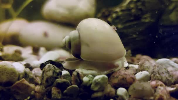 수족관의 달팽이는 해조류와 배경 이 있는 집 수족관에서 헤엄치고 있다. 클로즈업 — 비디오