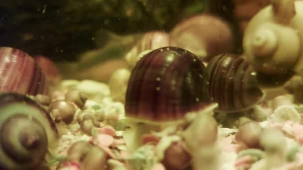 Акваріумні равлики плавають в домашньому акваріумі з водоростями, тлом. Крупним планом — стокове відео