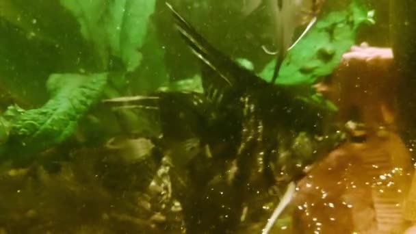 Аквариумные скалярные рыбы плавают в домашнем аквариуме, на заднем плане. Крупный план — стоковое видео