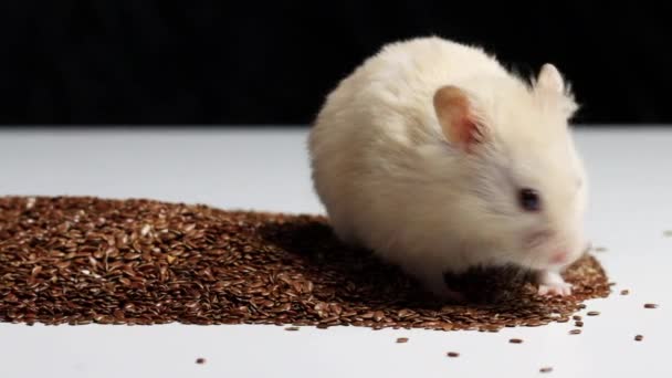 White beautiful hamster collects by the cheeks and eats seeds, background. Macro, copy slow motion — Stock Video