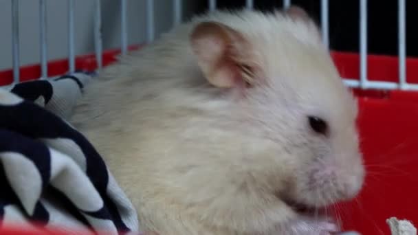 Branco bonito hamster lava, limpa as patas e cabelo, macro, espaço Copiar para texto — Vídeo de Stock