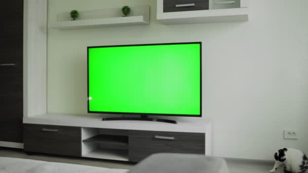 Lcd TV 55 inch met groen scherm chromakey is in leeg modern interieur appartement. Huiskat geeuwt en wrijft tegen meubels in de woonkamer, niemand. Streamen uitzending. Sportcompetitie. Film — Stockvideo