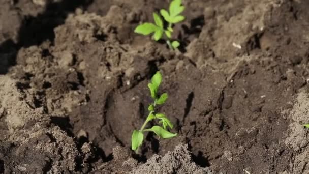 Zelené rostliny rajčat pro výsadbu v zemi v zemi. Semena, zemědělství, detailní záběr — Stock video