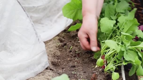 Μια γυναίκα βγάζει ένα κόκκινο ραπανάκι από τον κήπο. Η έννοια της καλλιέργειας φυσικών λαχανικών στο δικό σας κήπο, κοντινό πλάνο — Αρχείο Βίντεο