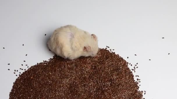 Branco belo hamster recolhe pelas bochechas e come sementes, fundo. Macro, copiar câmera lenta — Vídeo de Stock