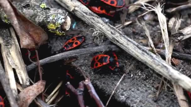Mange røde biller med svarte flekker, soldatinsekter i naturen, makro. Utendørs – stockvideo