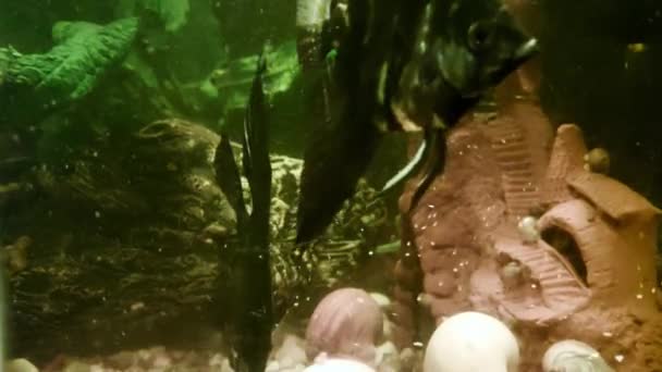 Fütterung schwarzer Skalarfische im Aquarium, Hintergrund. Nahaufnahme — Stockvideo