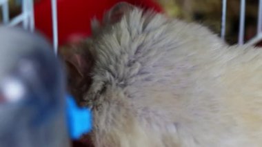 Beyaz Saray hamsterı kafesine tırmanıyor, makro. Yavaş çekim