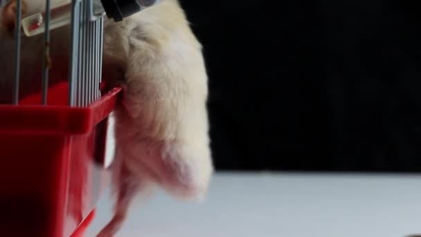 Vita husets hamster klättrar in i sin bur, makro. Långsamma rörelser — Stockvideo