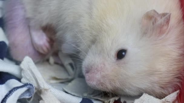 White beautiful hamster sleeps in a cage. Macro, slow motion — Stock Video