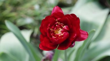 Kırmızı Terry lale, bahçe yatağında güzel bir çiçek. Yakın plan.