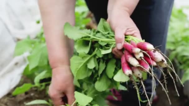 Una mujer saca un rábano rojo del jardín. El concepto de cultivar verduras naturales en su propio jardín, primer plano — Vídeo de stock