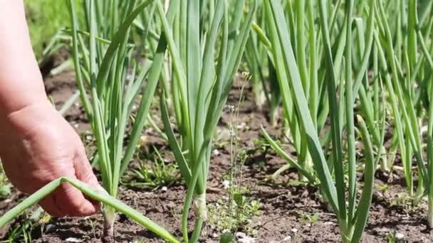 Vrouw scheurt groene uienveren uit het tuinbed. Uien kweken in uw tuin, close-up — Stockvideo