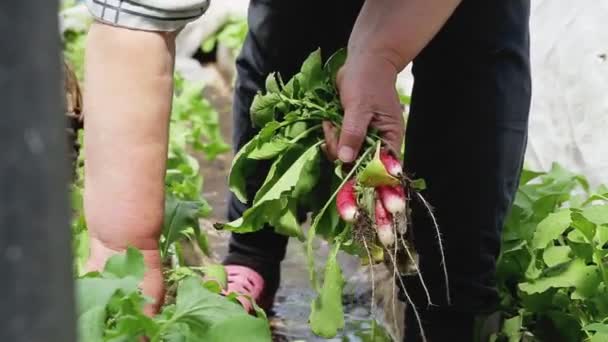 Una mujer saca un rábano rojo del jardín. El concepto de cultivar verduras naturales en su propio jardín, primer plano — Vídeo de stock