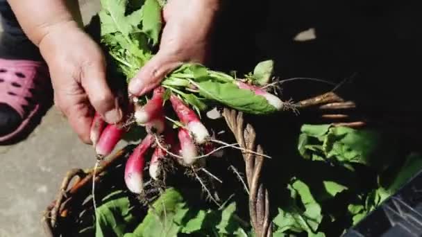 Žena vytáhne ze zahrady červenou ředkvičku. Koncept pěstování přírodní zeleniny ve vlastní zahradě, detailní záběr — Stock video