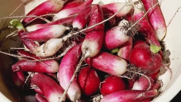 Fresh red radish plucked from the garden is in a bowl for washing, close-up — Stock Video