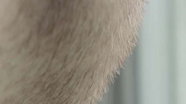 A textura do restolho vermelho na barba de um jovem, macro. Cabelos finos, dermatologia — Vídeo de Stock