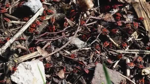 Många röda skalbaggar med svarta fläckar, soldatinsekt i naturen, makro. Utomhus — Stockvideo