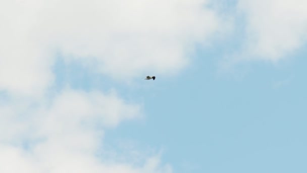 A gaivota voa contra o céu azul com nuvens. Movimento lento — Vídeo de Stock