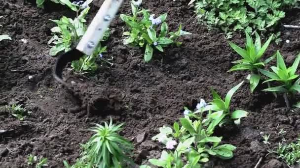 Verktyg för odling Fokina platt skärmaskin för ogräsbäddar, närbild — Stockvideo