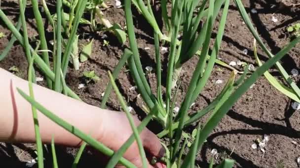 Frau reißt grüne Zwiebelfedern aus dem Gartenbeet Zwiebeln im Garten aus nächster Nähe anbauen — Stockvideo