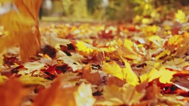 Oranžové javorové listy padají v parku na zem. Podzim. Konec letní koncepce. Nádherná příroda. Září, říjen. Záběr zblízka zpomaleným pohybem. Sluneční paprsky. Malý úhel — Stock video