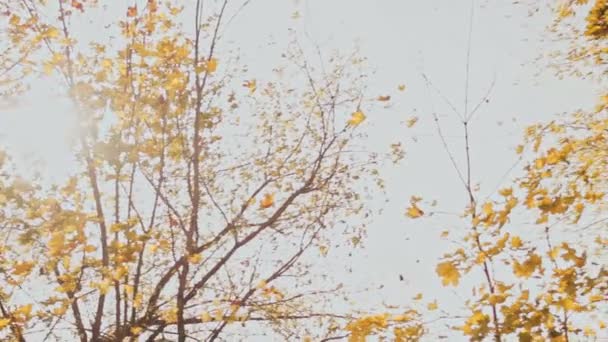 El viento balancea los árboles con hojas de naranja seca en el parque. Caída. Otoño. Concepto de fin de verano. Hermosa naturaleza. Rayos solares. Septiembre, octubre. Primer plano de disparo de cardán en cámara lenta. — Vídeos de Stock