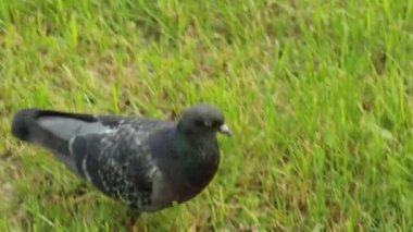 Kuş güvercini parkta çimlerin üzerinde yürüyor, yakın plan. Columba