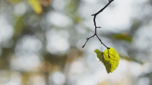 Autunno. Singola foglia su un ramo ondeggia nel vento al rallentatore. Caduta. Solitudine, concetto di tristezza. Fine estate. Bellissima natura. Settembre, ottobre. Un primo piano. Vista ad angolo basso — Video Stock