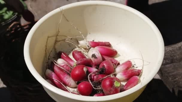 Fresh red radish plucked from the garden is in a bowl for washing, close-up — Stock Video