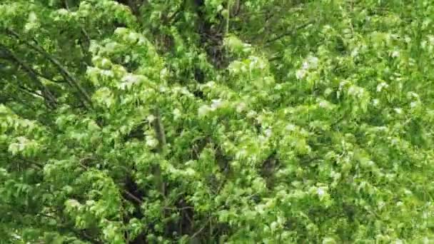 Il vento svolazza la corona verde dell'albero di ontano in estate, sfondo. Copia spazio per testo — Video Stock