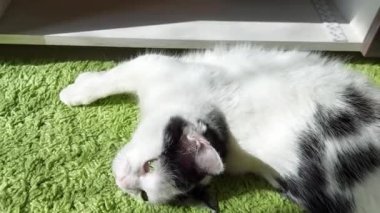 Siyah benekli güzel beyaz kedi oynanıyor ve bir adamın elini tırmalıyor.