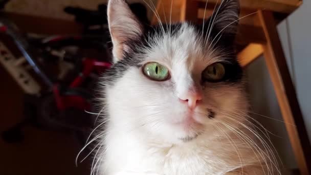 Hermoso gato blanco con manchas negras mira a la cámara, retrato, mascota casera. Primer plano — Vídeos de Stock