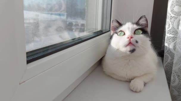 Eine schöne weiße Katze mit schwarzen Flecken liegt auf der Fensterbank und sonnt sich in der Sonne. Bunt — Stockvideo