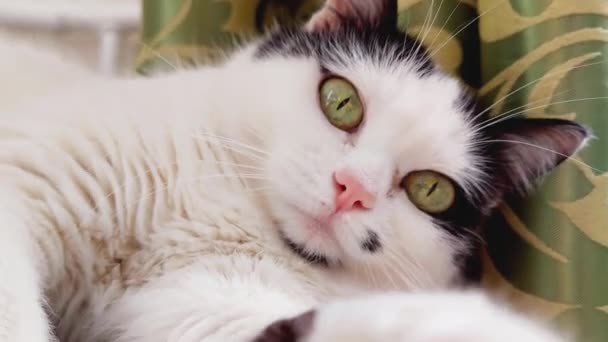 Schöne weiße Katze mit schwarzen Flecken wird gespielt und kratzt die Hand eines Mannes, Nahaufnahme — Stockvideo