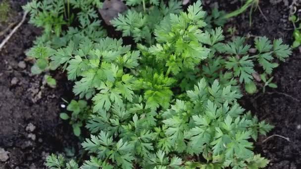 Perejil verde fresco que crece en el jardín, primer plano — Vídeos de Stock