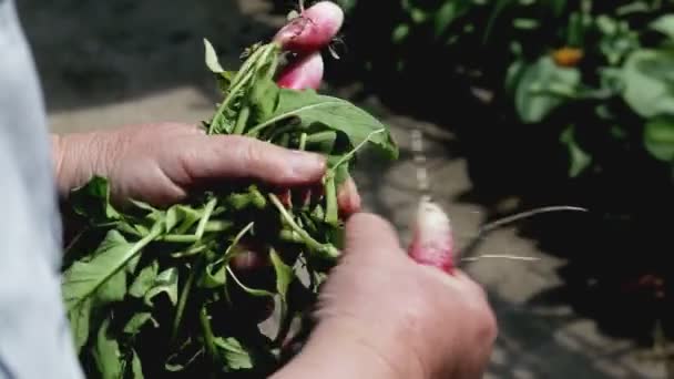Жінка сортує свіжу редьку, яка виросла в саду, крупним планом. садівництва — стокове відео