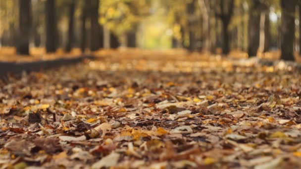 Jesienią. Aleja pełna opadłych suchych liści. Upadek w parku. Koncepcja na koniec lata. Piękna natura. Wrzesień, październik. Zbliżenie slider truck strzał w zwolnionym tempie. Niski kąt — Wideo stockowe