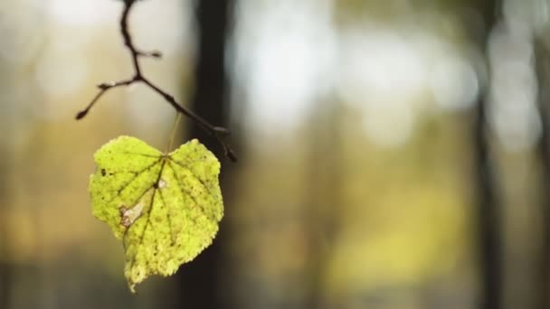 Fall. Ett enda löv på en gren svajar i vinden i slow motion. Hösten. Slutet av sommaren. Ensamhet, sorg koncept. Vacker natur. September, oktober. Närbild — Stockvideo