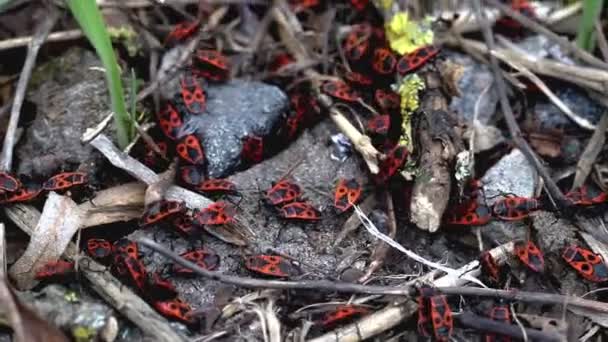 Wiele czerwonych chrząszczy z czarnymi plamami, żołnierski robak w naturze, makro. Na zewnątrz — Wideo stockowe