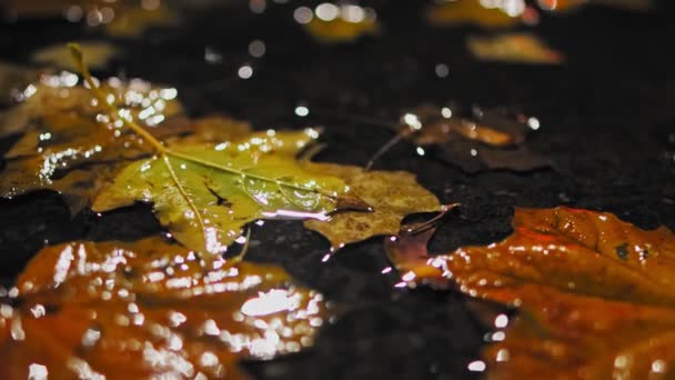 掉下去秋天的夜晚，枫叶在路上的水坑里躺着。湿路。恶劣和危险的气候条件。低角度射击 — 图库视频影像