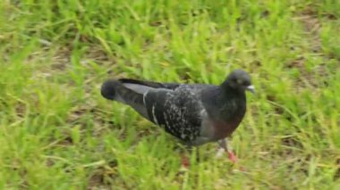 Kuş güvercini parkta çimlerin üzerinde yürüyor, yakın plan. Columba