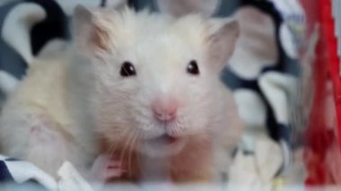 Beyaz Saray hamsterı kafese tırmanıyor ve orada uyuyor, makro.
