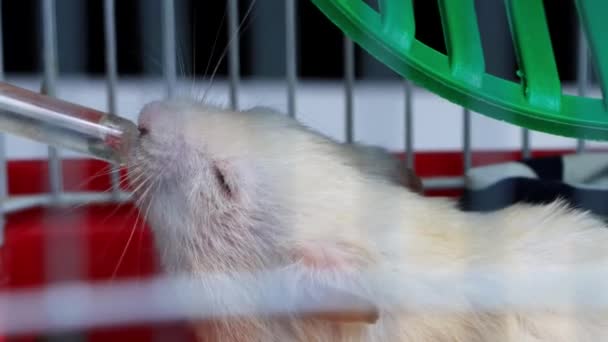 White domestic hamster drinks water in a cage, macro — Stock Video