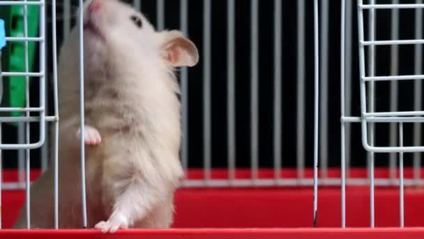 Casa branca hamster sobe a gaiola e dorme nele, macro — Vídeo de Stock