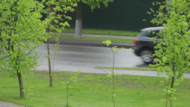 Cars drive on a wet road in the background rain. Green trees in summer. Copy space for text — Video Stock