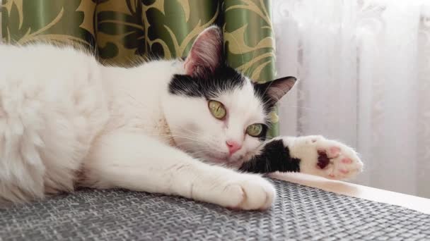 Un beau chat blanc avec des taches noires se trouve à la maison sur la table et sommeille, fond — Video